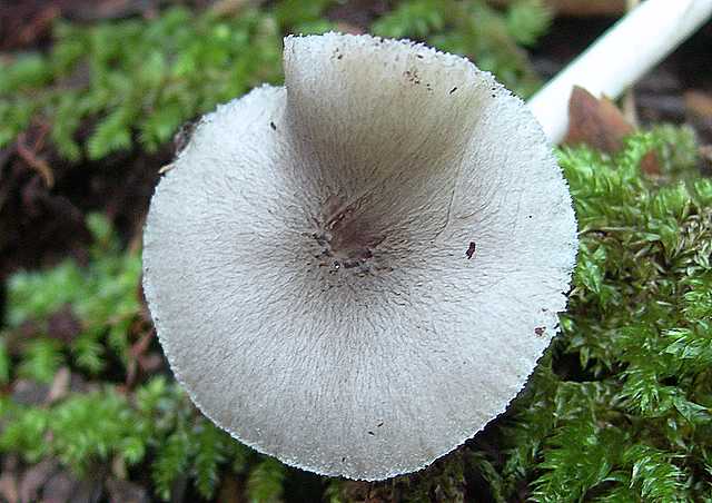 Pluteus   pseudorobertii   M.M. Moser